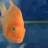 パロット成魚 サムネイル3