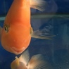 パロット成魚 サムネイル2