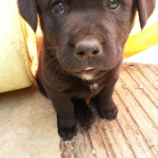 遊ぶことが大好きな黒の女の子