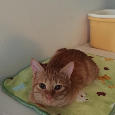 Bébé-là ....マンションに置き去りにされた仔猫。うちに来た頃は小さかった。
