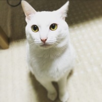 スフィ