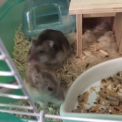 ポニョ通院