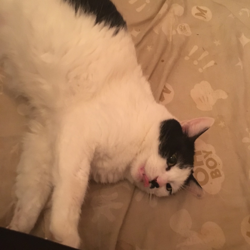 みゅうちゃんのカバー写真
