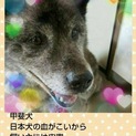 急募！甲斐犬です！ 《動画あり》