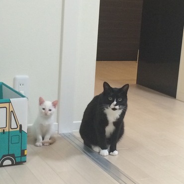 視線がダブルだった…(ФωФ)(ФωФ)