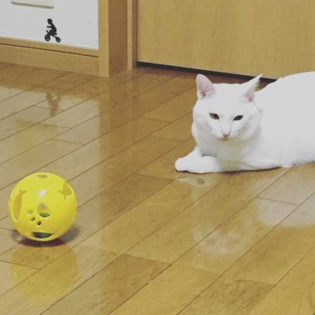 yutaemのカバー写真