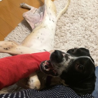 スイカ大好きロッキー君。幸せ者です。