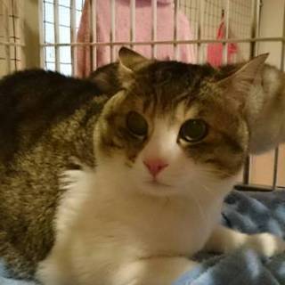 人馴れ抜群甘えん坊