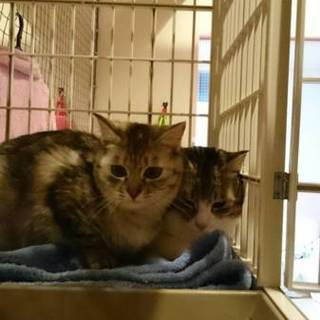 人馴れ抜群甘えん坊