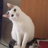 メリル☆