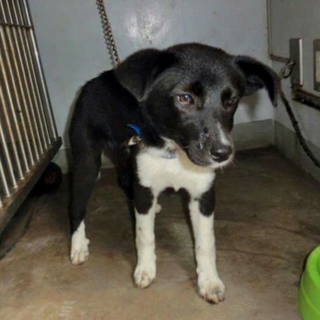 この子の命を救ってください。