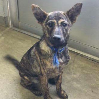 この子の命を救ってください。