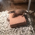 サバンナモニター里親募集