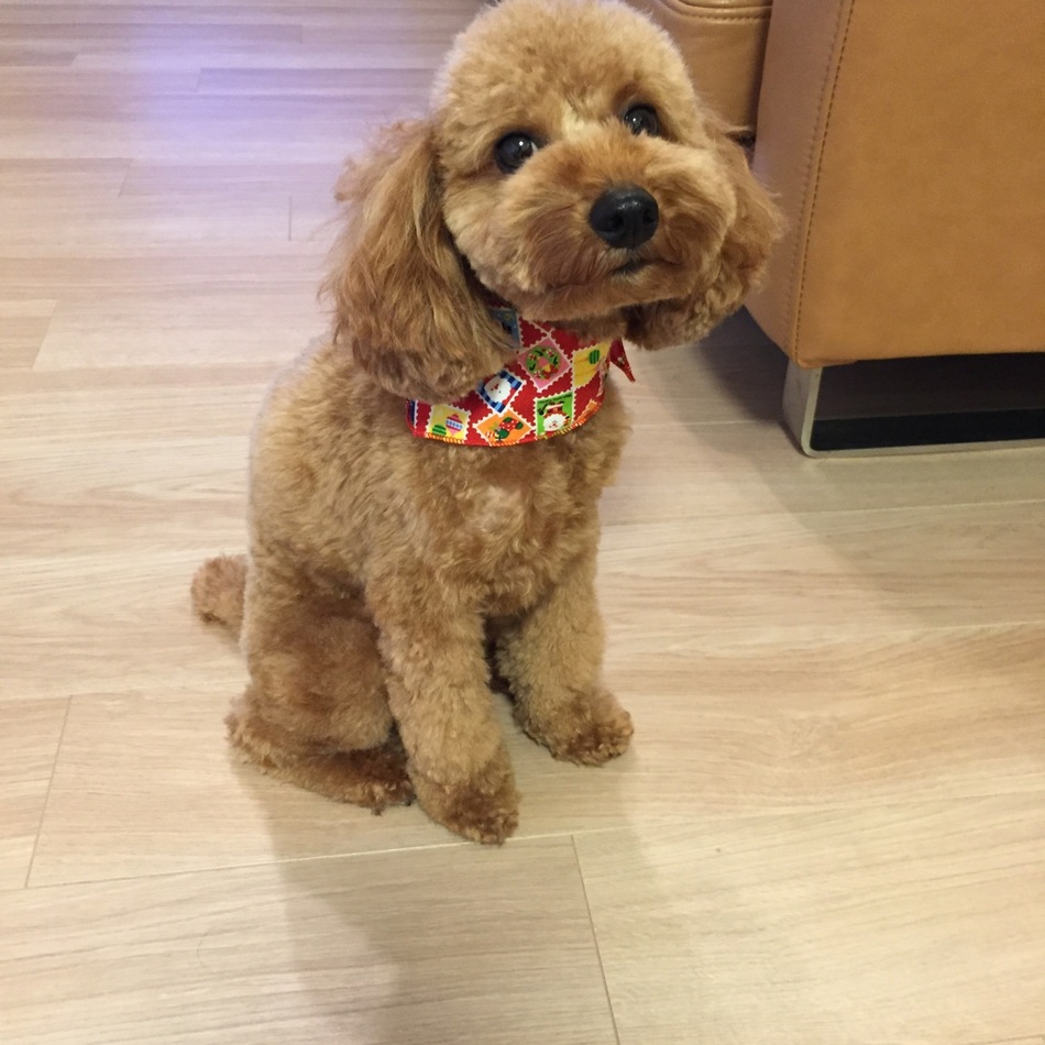 ハピのカバー写真