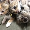 わかにゃん❤︎︎︎ミケ子❤︎︎︎チョコ