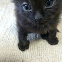 4/9生まれの黒子猫