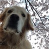 桜と一緒に。