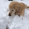 雪。