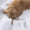 雪。顔を埋める。