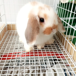 ホーランドロップ 8ヶ月 血統書付き