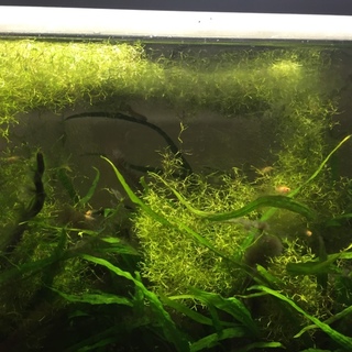 稚魚が増えたので10匹の里親募集です。