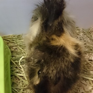 モルモット（♂・♀）2匹　里親募集！