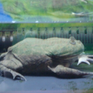 バジェットカエルの里親様募集⇒里親決定