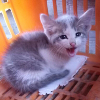 【応募多数のため一時停止中】2ヶ月くらいの男の子