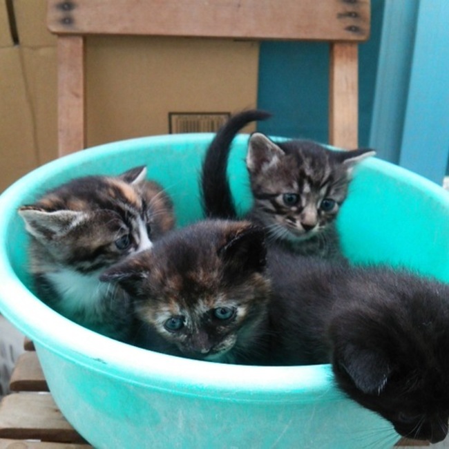 おおさかこねこのカバー写真