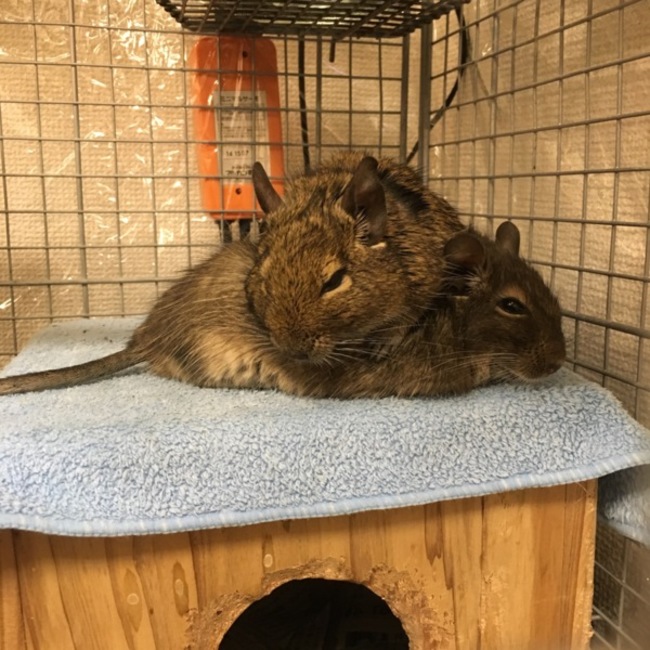 偽りの濱っ子のカバー写真