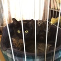 仔猫が4匹います。