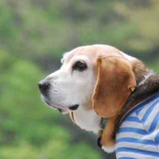 まあるいフォルムが愛らしいジョジョ、人が大好きです