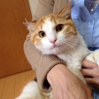 茶トラのイケにゃんです♪