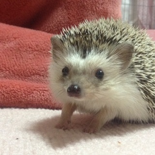 ハリネズミの里親