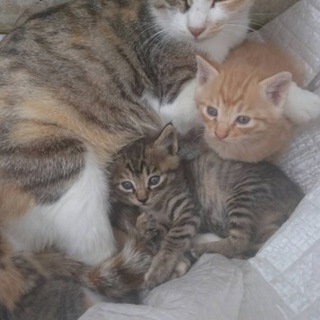 子猫の里親さんを募集します
