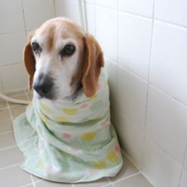 お風呂入れられちゃった・・・byジョジョ　海苔巻きみたいになっちゃいました(笑)