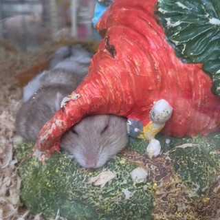 大至急!!ジャンガリアンハムスター6匹程度