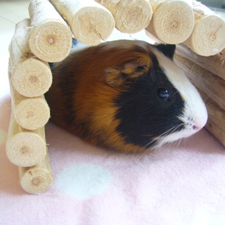 かわいがってくださる方が見つかりました！