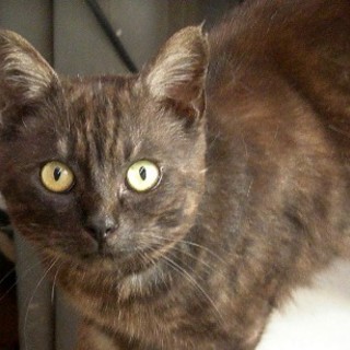 超フレンドリーで珍しいこげ茶猫