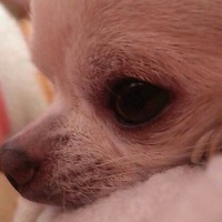 ライト