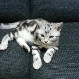 募集一時停止(多くのお問い合わせ御礼申し上げます)