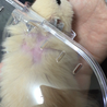 4/14 隣にクマ子ケージを置いてから気になり過ぎてハゲが…