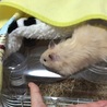 5/4 ふう太初めての脱走！気がついたらケージの上にいた（笑）