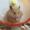 5/5 お豆腐大好き☆まん丸クマ子