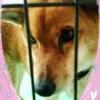 里親様が決まりました　ありがとうございました