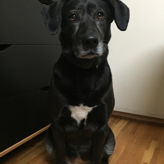 ☆至急☆　黒ラブMIXラブちゃんの里親様募集！