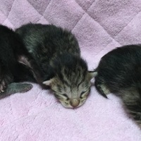 可愛い仔猫です！