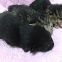 可愛い子猫です！