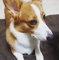 元気なコーギーです！