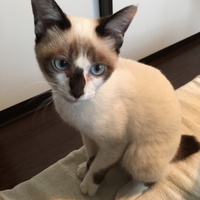 こめこ(仮)里親募集中